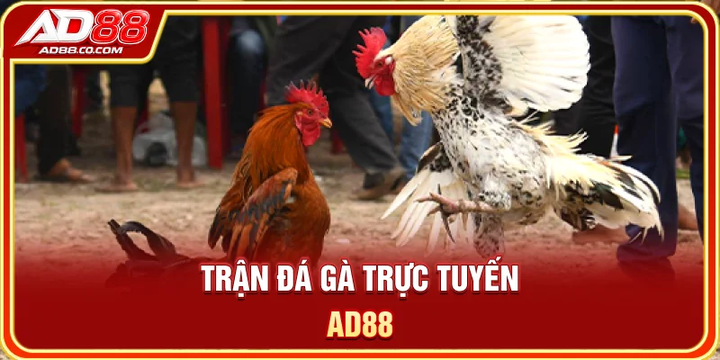 AD88 – Trang Chủ Chính Thức 2026 | Đăng Ký, Đăng Nhập & Ưu Đãi 6 Trận đá gà trực tuyến AD88